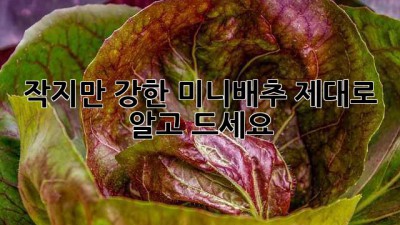 작지만 강한 미니배추, 제대로 알고 드세요!